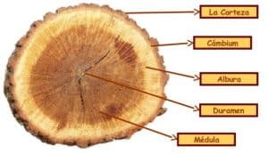 - 01 seccic3b3n tallo lec3b1oso