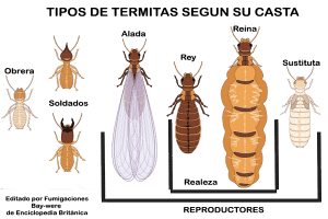 - casta termita reina soldado obrera