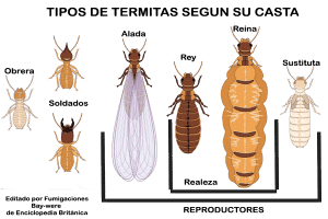 - casta termita reina soldado obrera1