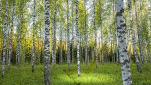 - ite arquitectes abedul