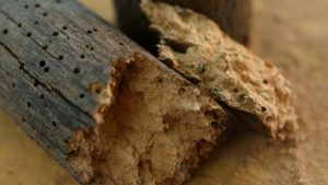 - orificio salida viga